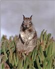 California souvenirs - New scans - Squirrel on the lookout - must get rid of these :-) ...