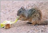 Something for Scarysquirrel :-)