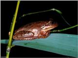 Squirrel Treefrog