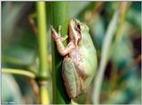 Squirrel Treefrog (Hyla squirrela)