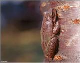 Squirrel Treefrog (Hyla squirella) #2