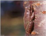 Squirrel Treefrog (Hyla squirella) #2