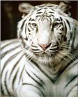 White Tiger