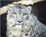 Snow Leopard?