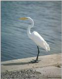 St Pete Florida - Egret