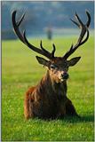 Stag1