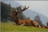 Stag2
