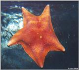 Starfish (species not noted)