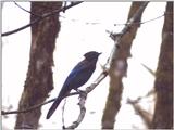 New -- Steller's Jay (Cyanocitta stelleri)