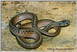 Brown Snake