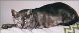 Syxx and Storm (cats)