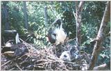 Straw-necked Ibis (with young)