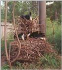 Straw-necked Ibis