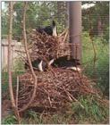 Straw-necked Ibis