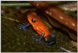 Strawberry poison dart frog - Dendrobates pumilio