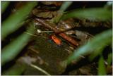 Strawberry poison dart frog - Dendrobates pumilio