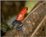 Strawberry poison dart frog - Dendrobates pumilio