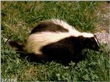 Skunk