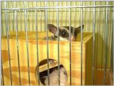 sugar glider