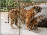 More of Batu the Sumatran tiger cub - Kitty and Daddy in Heidelberg Zoo, 1024x768