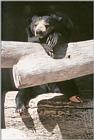 Re: Anyone have bear pictures???  TIA