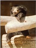 1998 San Diego Zoo rescan/repost - Malayan sun bear looking intelligent