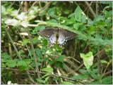 Butterfly1