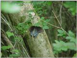 Butterfly2