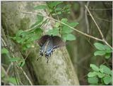 Butterfly3