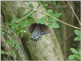 Butterfly4