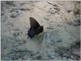Butterfly5