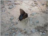 Butterfly6
