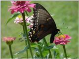 Butterfly7