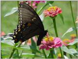 Butterfly8