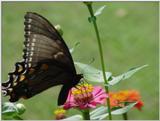 Butterfly9