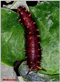 Swallowtail Caterpillar File 1 of 1 - Swallowtail.jpg (1/1)