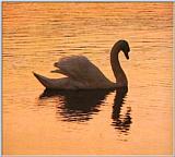 Swan