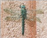 Souvenir from Sweden: dragon fly