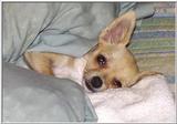 Dog relaxes on a rainy night (jpg)