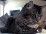 sylvester