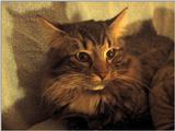 sylvester