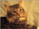 sylvester