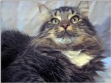 sylvester