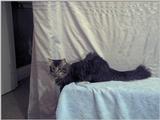 sylvester