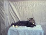 sylvester