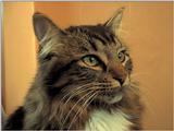 sylvester