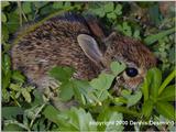 Eastern Cottontail Rabbit (baby)