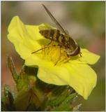 wasp