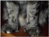More Krazee cats