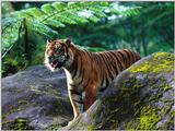 Tiger Photo